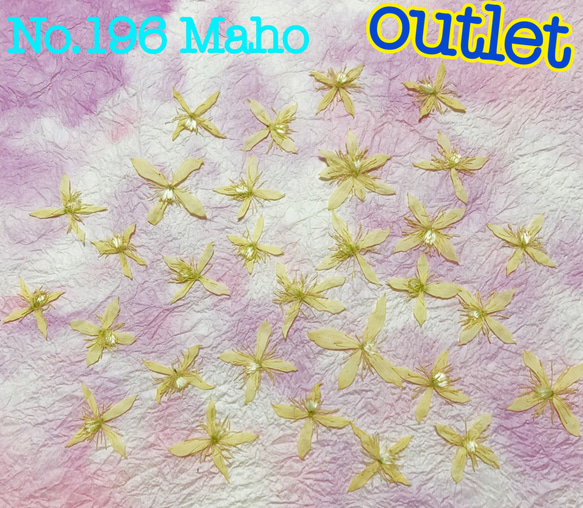 ♡outlet♡押し花素材♡仙人草♡ 2枚目の画像