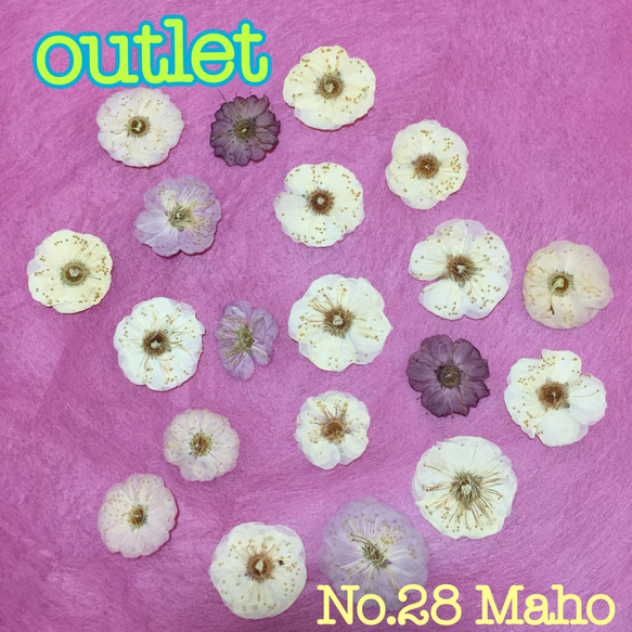 ♡outlet♡梅の花♡押し花素材♡ 1枚目の画像