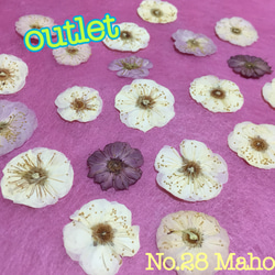 ♡outlet♡梅の花♡押し花素材♡ 2枚目の画像