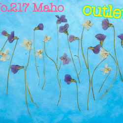 ♡outlet♡押し花素材♡野スミレ♡ 1枚目の画像