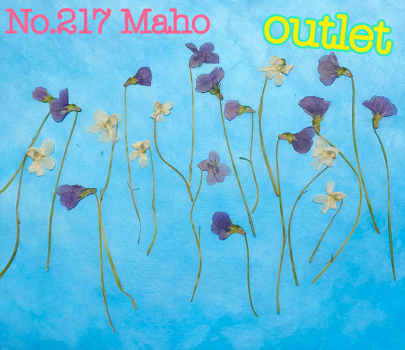 ♡outlet♡押し花素材♡野スミレ♡ 1枚目の画像