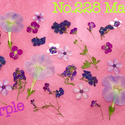 ♡押し花素材♡purple♡お花セット♡ 1枚目の画像