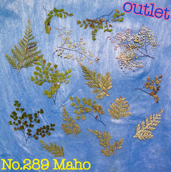 ♡outlet♡green MIX♡押し花素材♡ 2枚目の画像