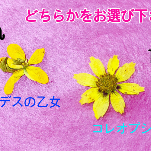 専用♡押し花素材☆お花いろいろセット☆*:.。. （押し花MIX