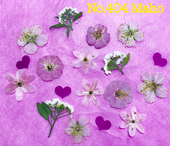 ♡押し花素材♡梅の花、コワニー 、アリッサム 、牡丹の花びら♡ 1枚目の画像