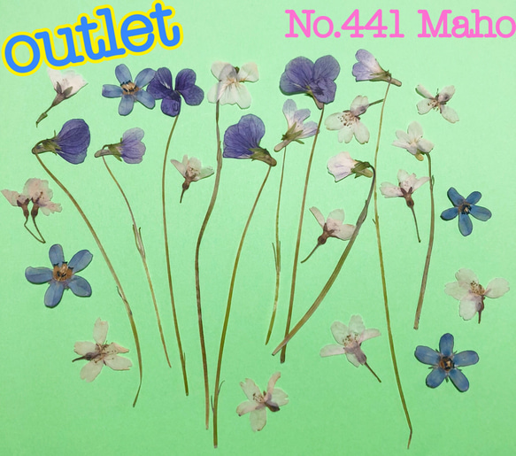 ♡outlet♡押し花素材♡野スミレ、桜、ブルースター ♡ 2枚目の画像