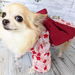 【犬浴衣】　犬浴衣　小型犬　ちわわ　ポメラニアン　ピンク　 胸30ｃｍ～36ｃｍ対象 1枚目の画像