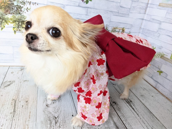 【犬浴衣】　犬浴衣　小型犬　ちわわ　ポメラニアン　ピンク　 胸30ｃｍ～36ｃｍ対象 1枚目の画像