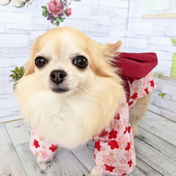 【犬浴衣】　犬浴衣　小型犬　ちわわ　ポメラニアン　ピンク　 胸30ｃｍ～36ｃｍ対象 7枚目の画像