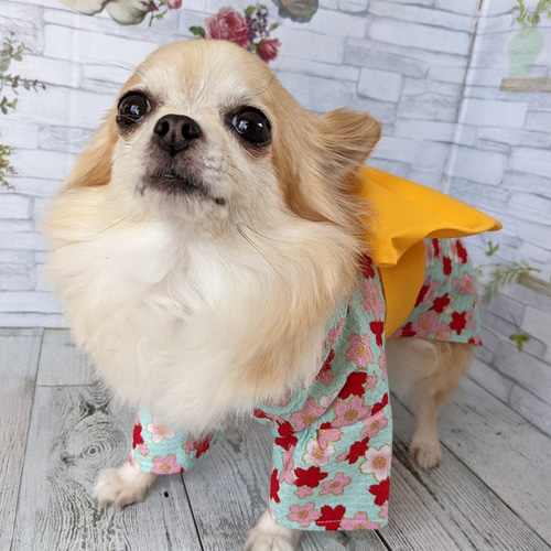 B433.pon2pan2☆オーダー☆犬浴衣 B433.pon2pan2☆オーダー☆犬浴衣 犬 服 かわいい