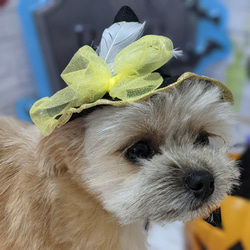　犬・猫用ハット　黄　ビジュー　とんがり帽子　小型犬　ハロウィンコスプレ 5枚目の画像