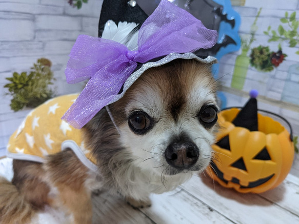 　犬・猫用ハット　紫　ビジュー　とんがり帽子　小型犬　ハロウィンコスプレ 4枚目の画像