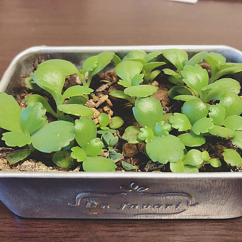 子宝草、抜き苗