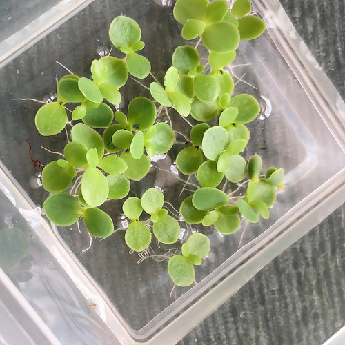 子宝草、抜き苗 Amazon.co.jp: 子宝草 サマーリーフ 抜き苗 ＋おまけ