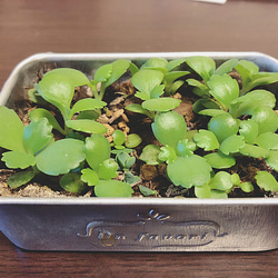 子宝草 赤ちゃん株 20株☆送料無料 その他インテリア雑貨 mmm 通販