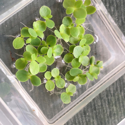 子宝草 抜き苗 10株☆送料無料 その他インテリア雑貨 mmm 通販 9573469