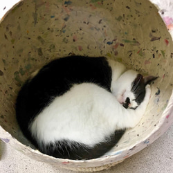 和紙でできた猫ハウス　Bunchito (ブンチート）　ターコイズグリーン 4枚目の画像