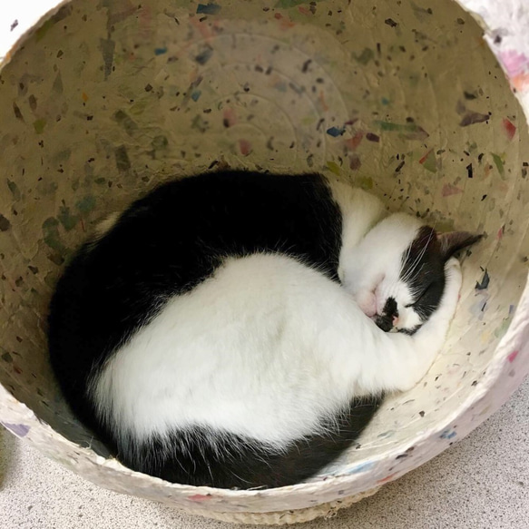 和紙でできた猫ハウス　Bunchito (ブンチート）　ターコイズグリーン 4枚目の画像