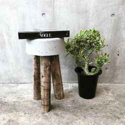 コンクリートスツール 52】サスティナブル オブジェ 植物 庭