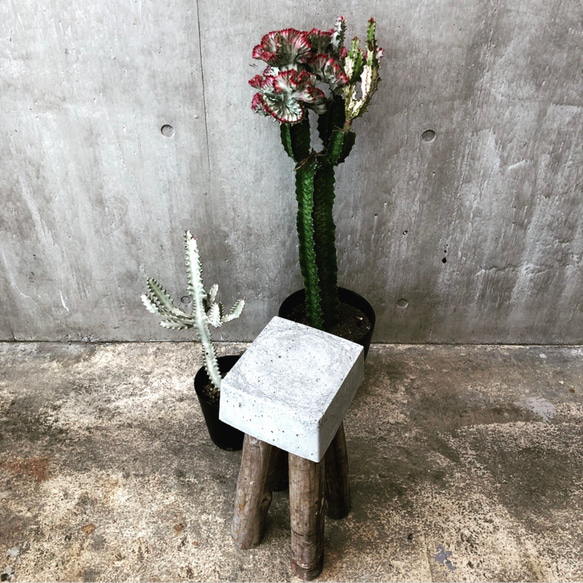 【コンクリートスツール 48四角】サスティナブル オブジェ 植物 庭 ガーデニング 玄関 インテリア サイドテーブル 石 2枚目の画像