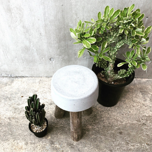 コンクリートスツール 32】サスティナブル オブジェ 植物 庭