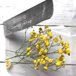 【ドライフラワー】かすみ草　レモン　花材　ドーム　レジン　ハーバリウムにおすすめ 3枚目の画像