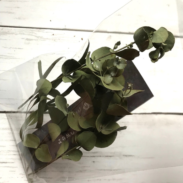 【ドライフラワー】ユーカリ　花材　ドーム　レジン　ハーバリウムにおすすめ 3枚目の画像