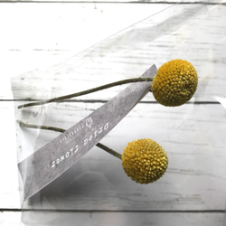 【ドライフラワー】クラスペディア　イエロー　花材　ドーム　レジン　ハーバリウムにおすすめ 3枚目の画像