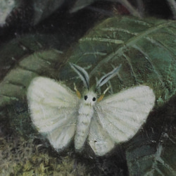 額付き / ミズキと白い蛾 / Mizuki and white moths 5枚目の画像