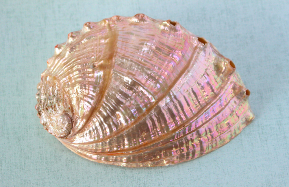 約22cm×17cm 天然装飾品 虹色 インテリア アワビの貝殻