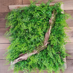 送料込 流木 約50×60cm 流木枠 フェイクグリーン ウォールグリーン 壁面緑化 シダ アジアンタム 苔 造花 壁掛 7枚目の画像