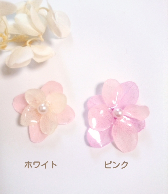 本物のお花♡紫陽花（あじさい）のフラワーイヤリング／ピアス♡2種類 ピンク・ホワイト 2枚目の画像