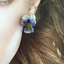 本物のお花  〜ビオラ〜  淡紫スミレ  透き通る様なピアス 3枚目の画像