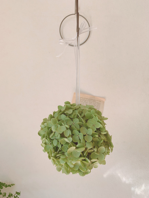 ドライフラワー 紫陽花農家さんの秋色アナベルのアナベルボール ドライ