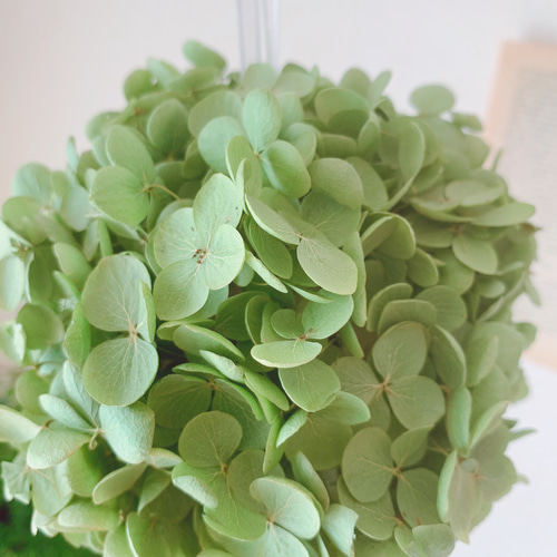 ドライフラワー 紫陽花農家さんの秋色アナベルのアナベルボール ドライ