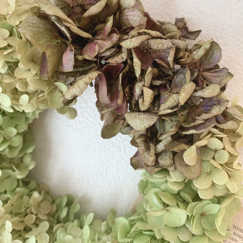 ドライフラワー アナベルと秋色紫陽花のシンプルリース リース 葉つみ