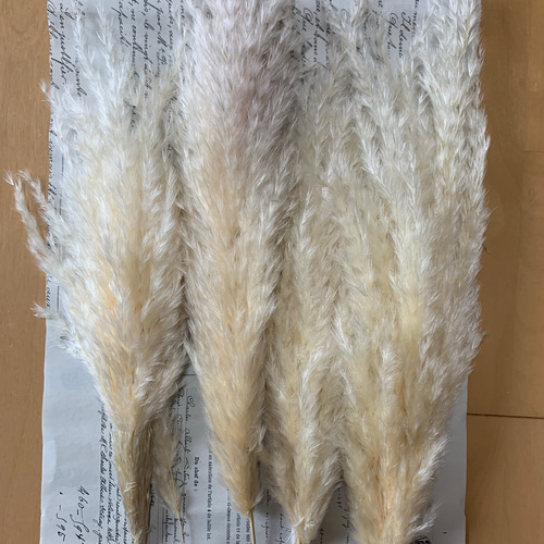 ドライフラワー パンパスグラス 雌株 ふわふわ 5本セット