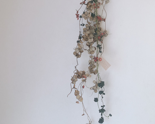 【販売済み】超巨大/11/11発見【山芋の花殻】スワッグ/ドライフラワー/花材 販売済み】超巨大/11/11発見【山芋の花殻】スワッグ/ドライ