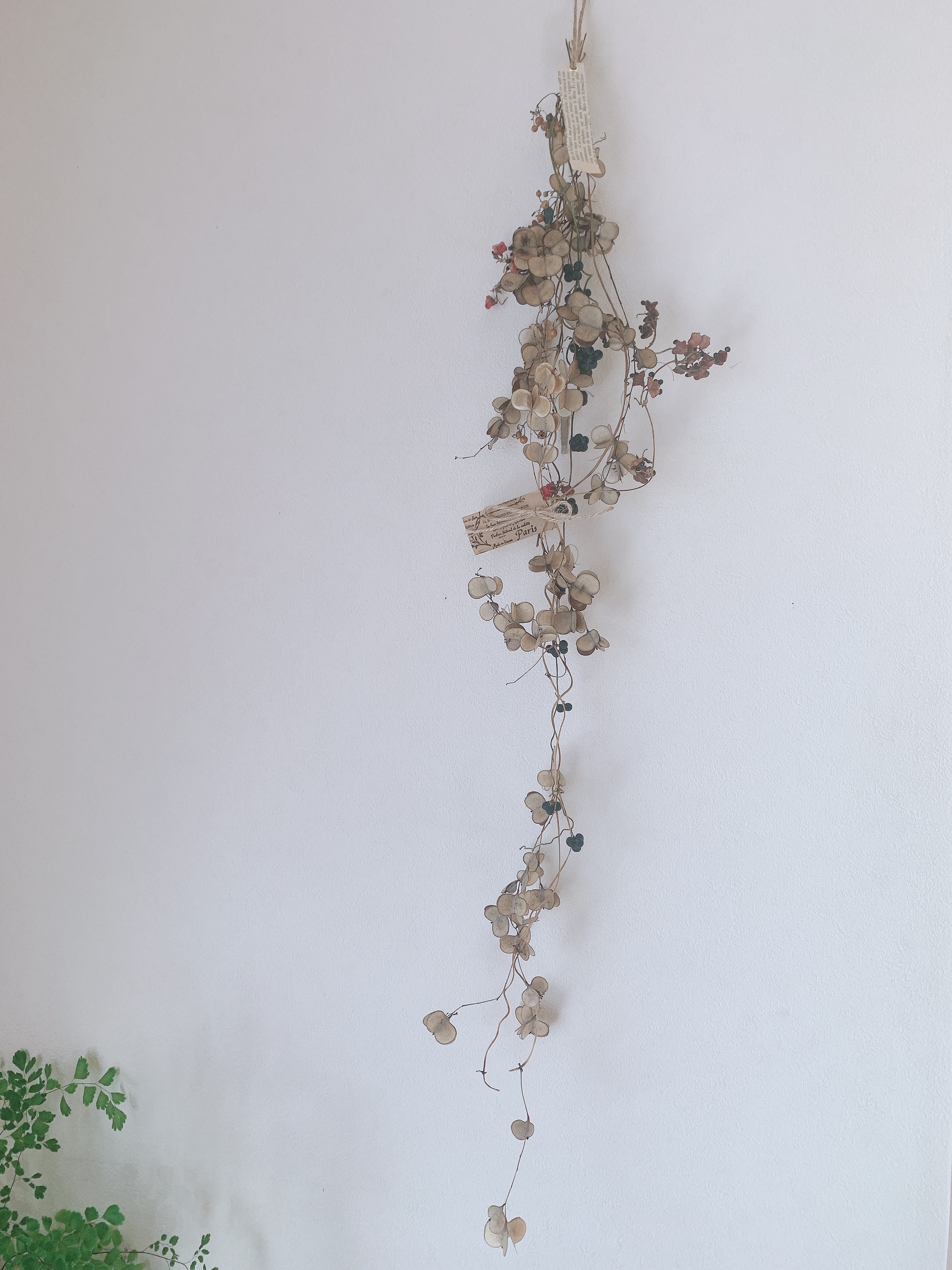 【販売済み】超巨大/11/11発見【山芋の花殻】スワッグ/ドライフラワー/花材 2025年最新】山芋の花殻の人気アイテム - メルカリ