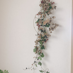 ドライフラワー  山芋の花殻とタンキリマメと山葡萄とヘクソカズラの長いスワッグ 1枚目の画像