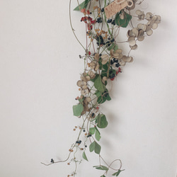 ドライフラワー  山芋の花殻とタンキリマメと山葡萄とヘクソカズラの長いスワッグ 3枚目の画像