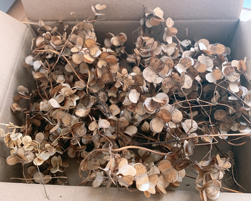 ドライフラワー 山芋の花殻 そのまま ドライフラワー 葉つみ