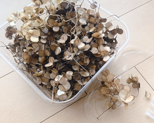 ドライフラワー 山芋の花殻 端材 漂白ものもあり ドライフラワー 葉