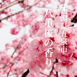 心に桜色の春を呼び込む！ 天然の桜アロマの香り 2枚目の画像