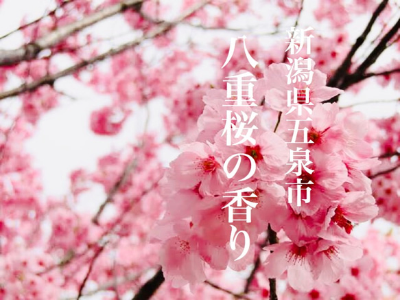 心に桜色の春を呼び込む！ 天然の桜アロマの香り 2枚目の画像
