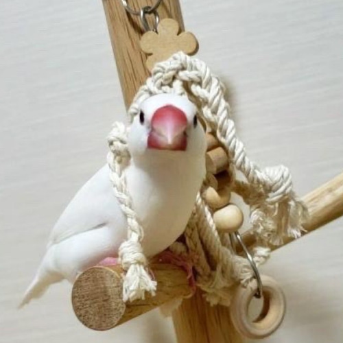 安全で安心《お花のツンツンかみかみ》✩.*˚鳥 インコ おもちゃ