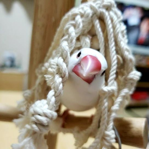 安全で安心《お花のツンツンかみかみ》✩.*˚鳥 インコ おもちゃ