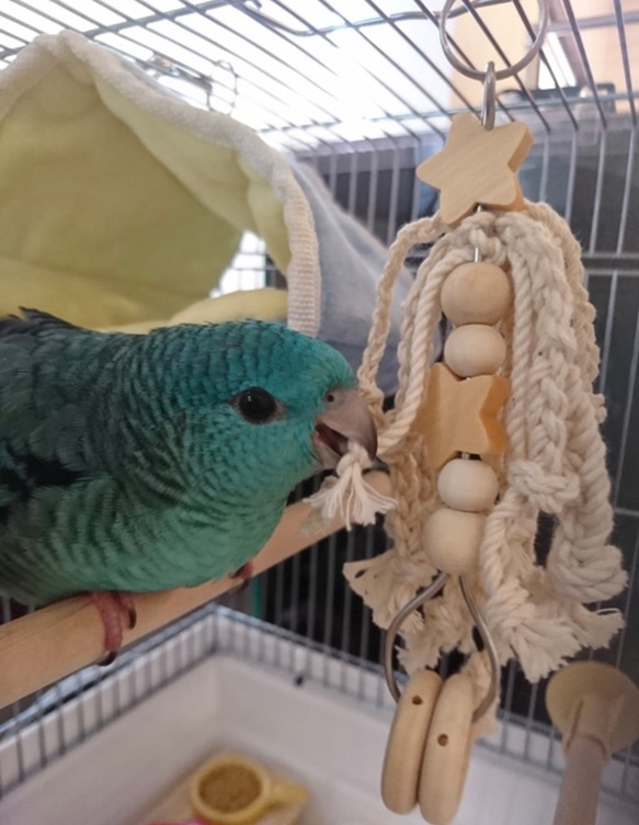 安全で安心《星のツンツンかみかみ》✩.*˚鳥 インコ おもちゃ 3枚目の画像