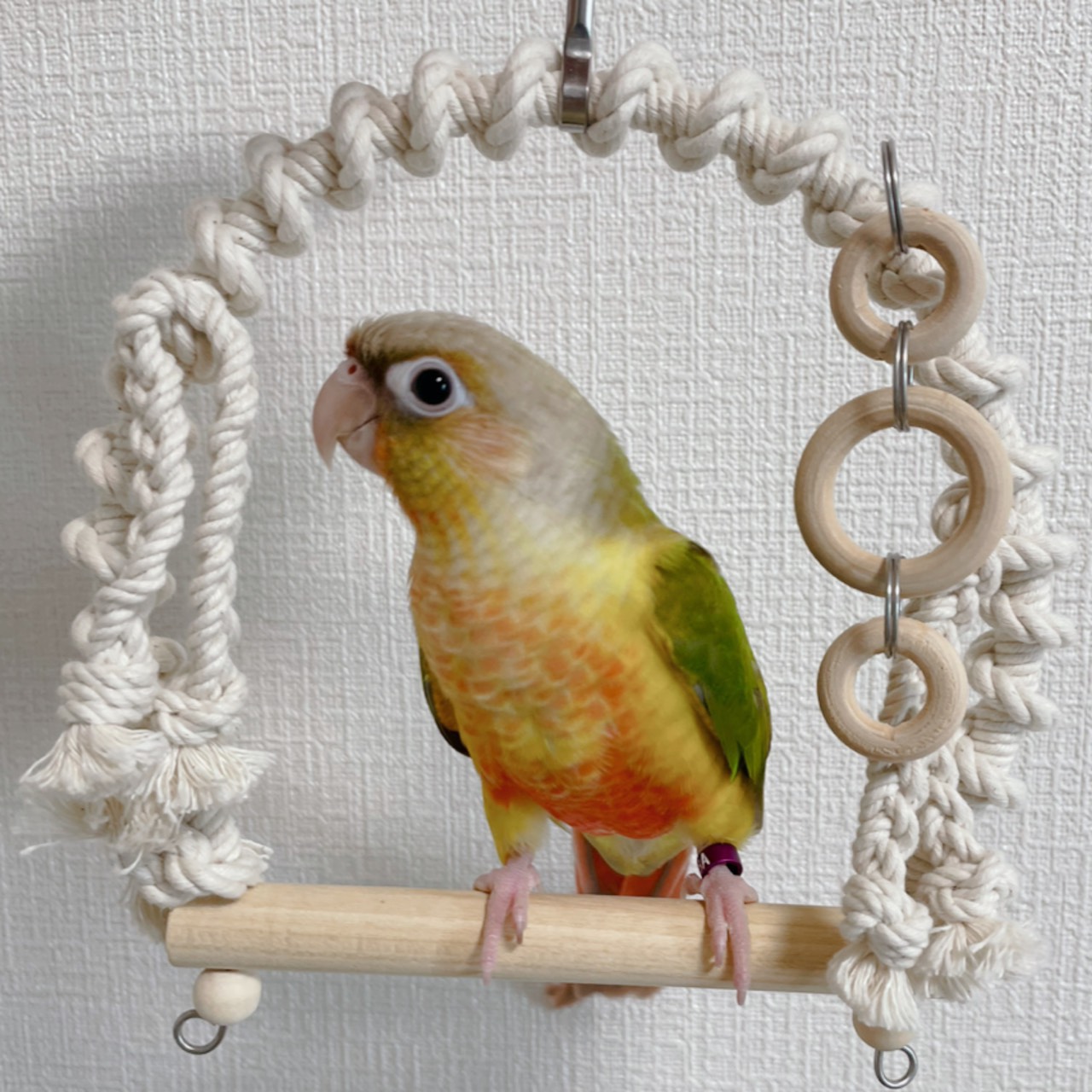 スドー スドー ことりのブランコS 文鳥 セキセイインコ 止まり