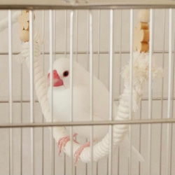 安全で安心 ★完全オーダー制★ 《コットンブランコ》✩.*˚ケージ用 ショートタイプ／鳥 インコ ブランコ おもちゃ 1枚目の画像